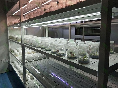 磐石植物组织培养实验室设计建设方案